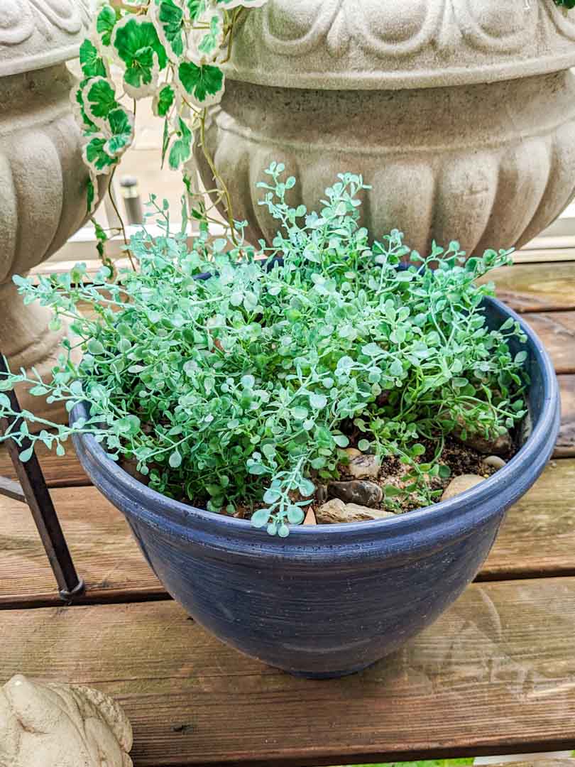 20. (3) Planters, Faux Plants, Plant Stand - Image 6