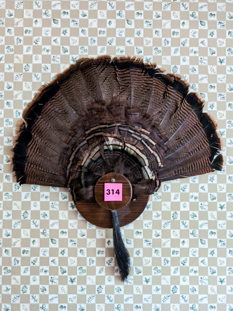 314. Turkey Taxidermy Feather Mount