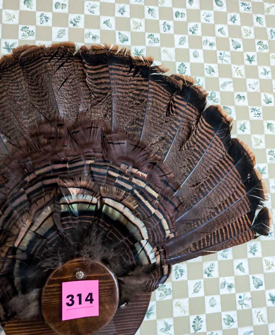 314. Turkey Taxidermy Feather Mount - Image 3