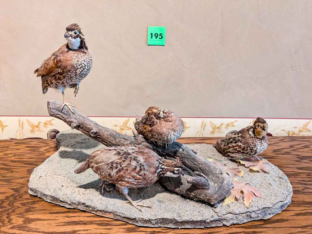 195. Quails