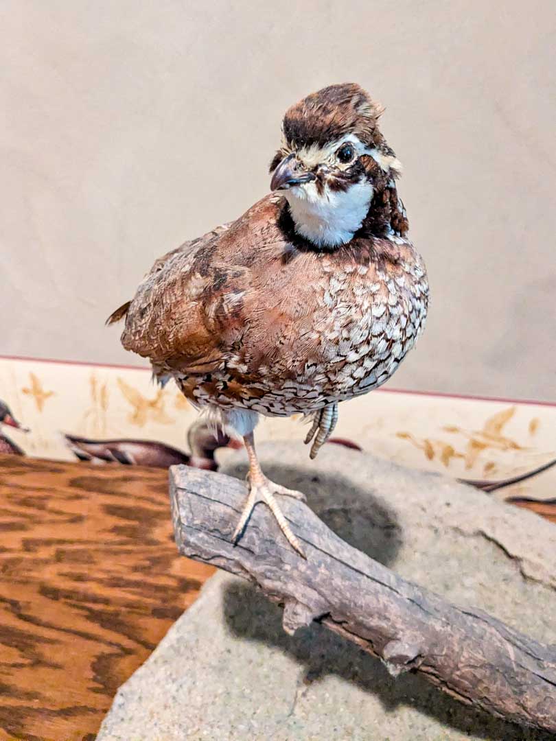 195. Quails - Image 2