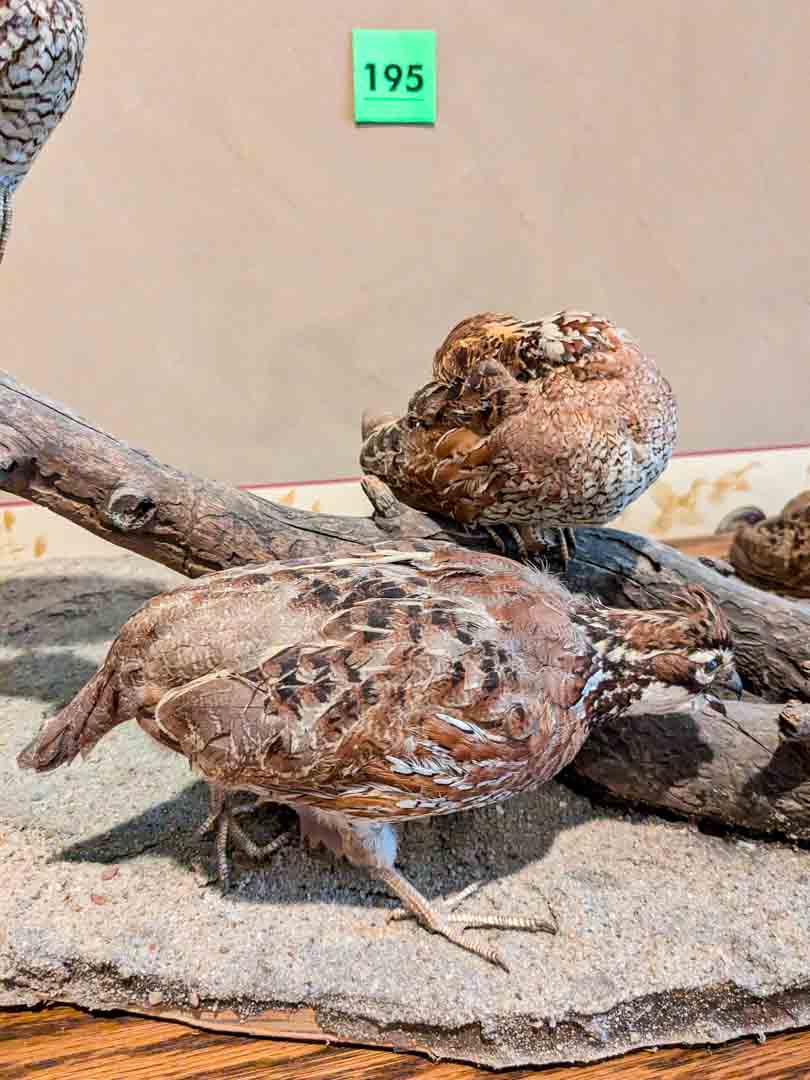 195. Quails - Image 5