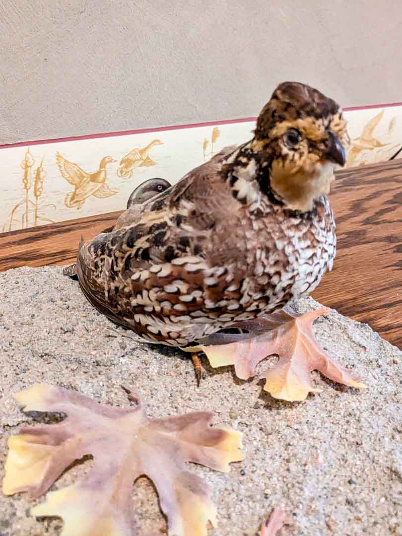 195. Quails - Image 4