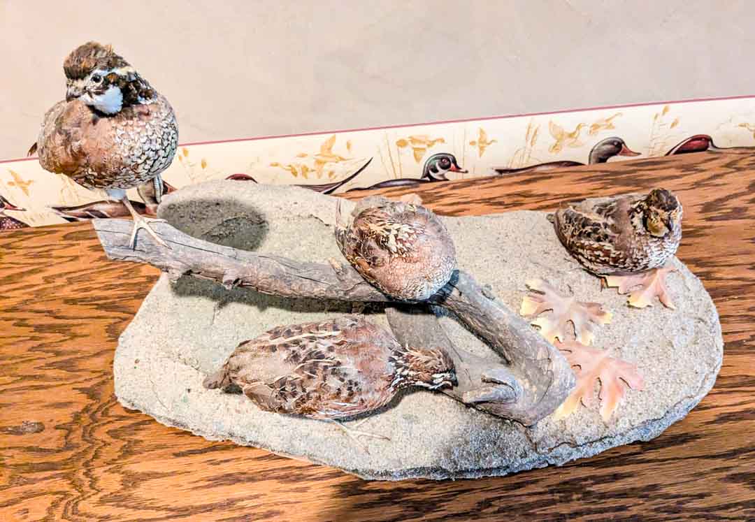 195. Quails - Image 3