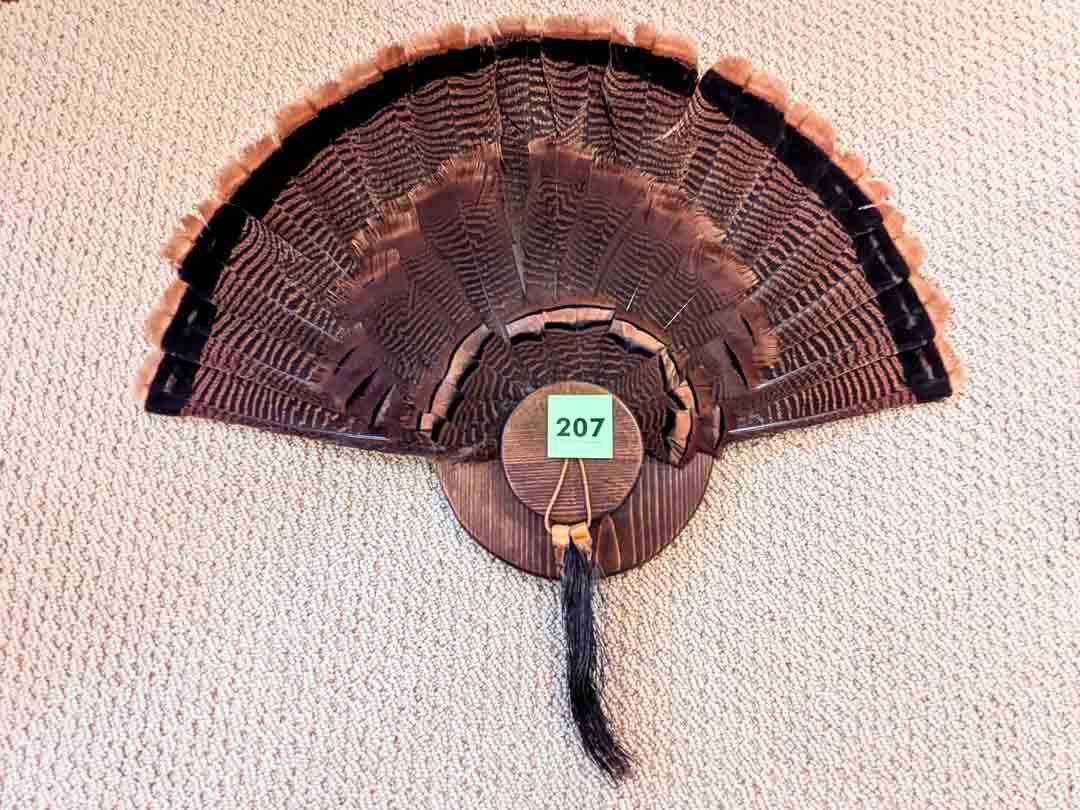207. Turkey Taxidermy Tail Mount