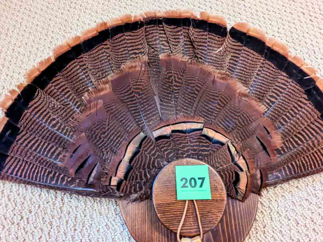 207. Turkey Taxidermy Tail Mount - Image 2