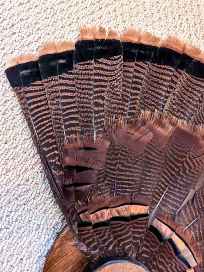 207. Turkey Taxidermy Tail Mount - Image 5
