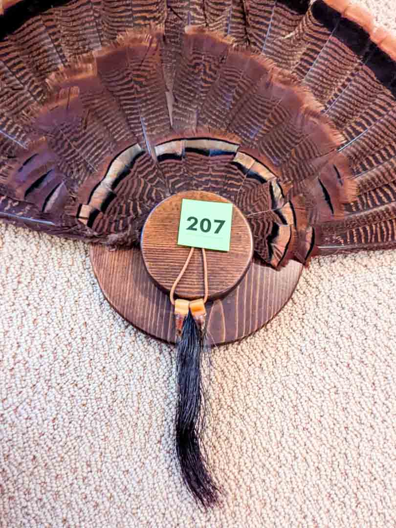 207. Turkey Taxidermy Tail Mount - Image 4