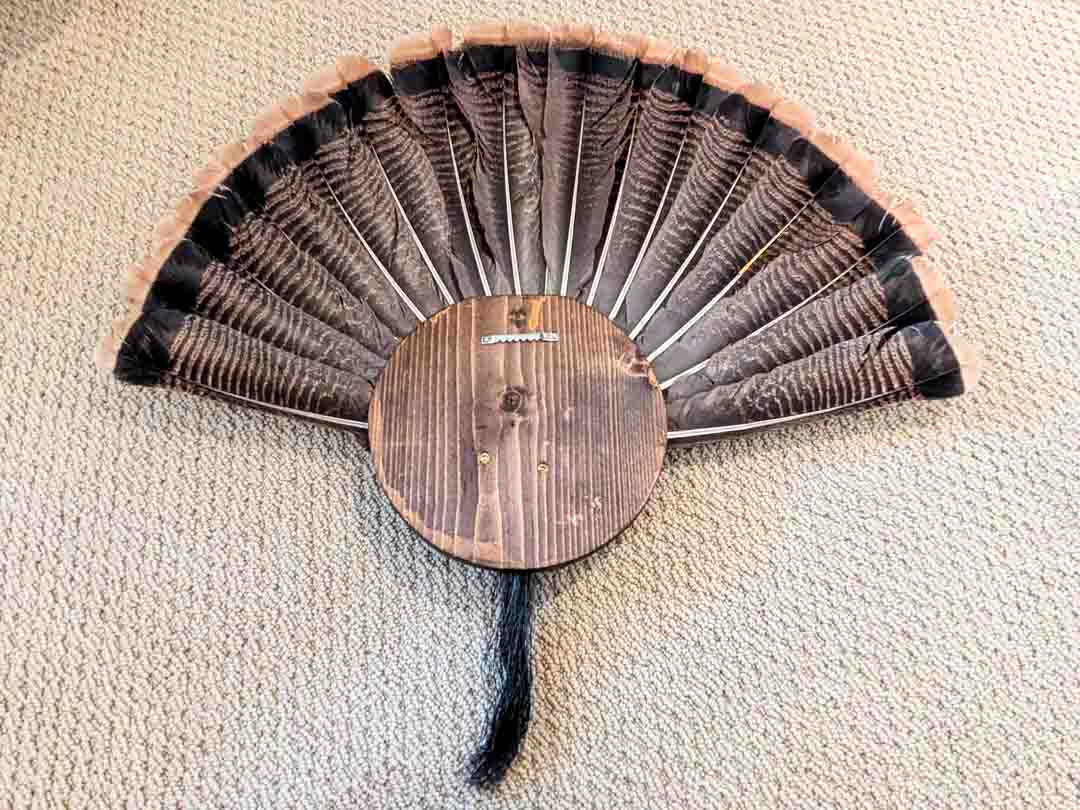 207. Turkey Taxidermy Tail Mount - Image 3