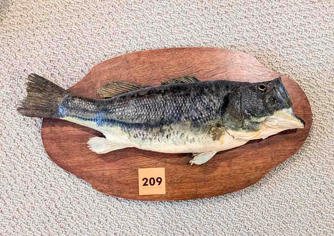 209. Fish Mount