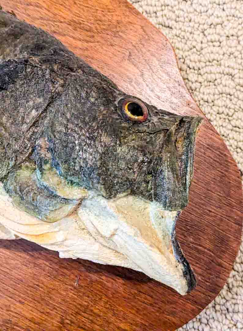 209. Fish Mount - Image 2