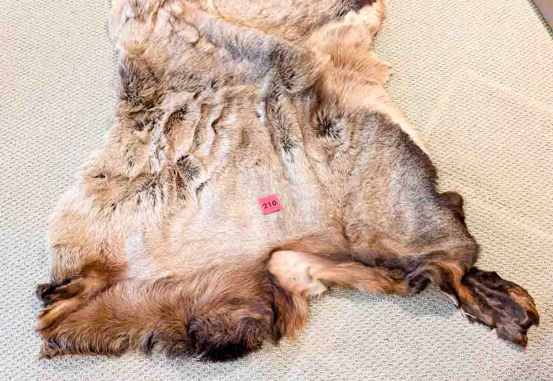 210. Deer Hide - Image 2